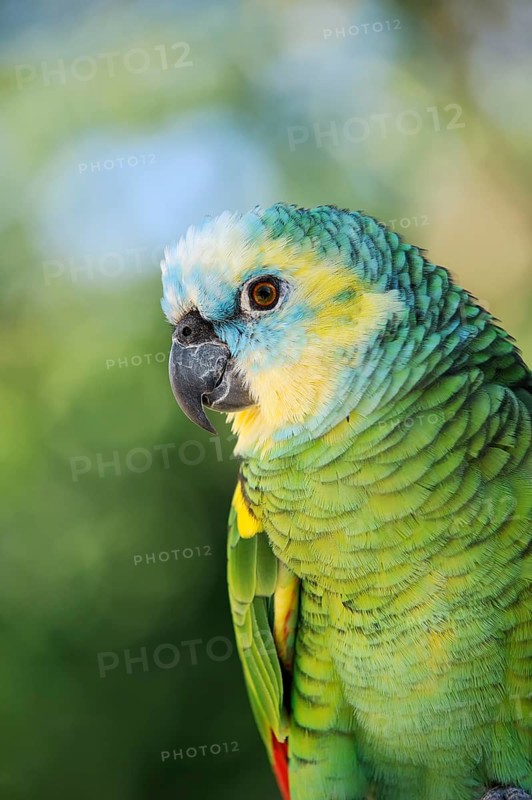 Blue-fronted Amazon (Amazona aestiva), portrait, captive, occurrence in South America