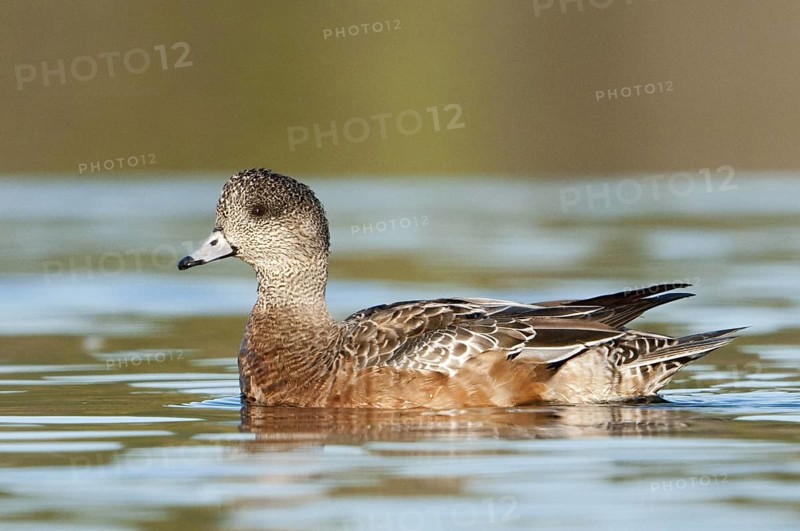 American Wigeon (Mareca americana) female, British Columbia, Canada