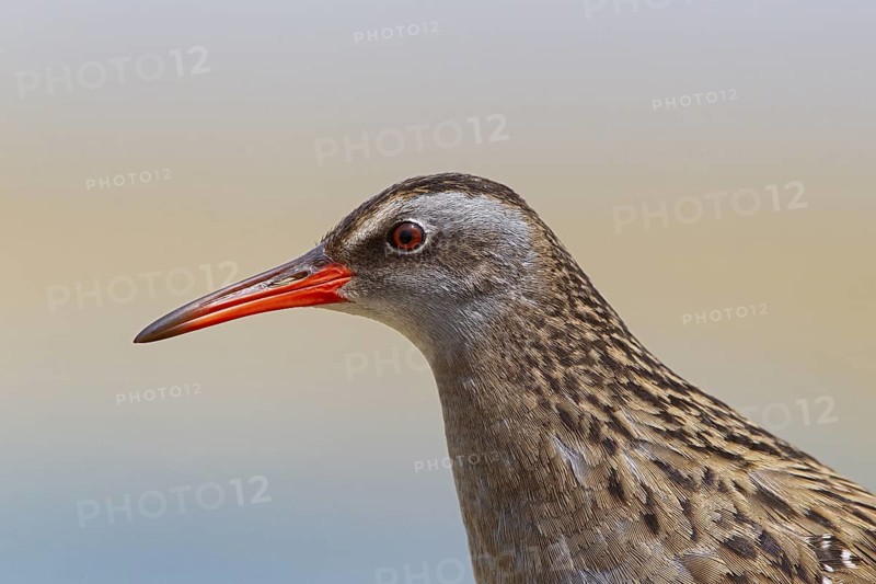 Brown-cheeked Rail (Rallus indicus), Dornod Aimag, Mongolia