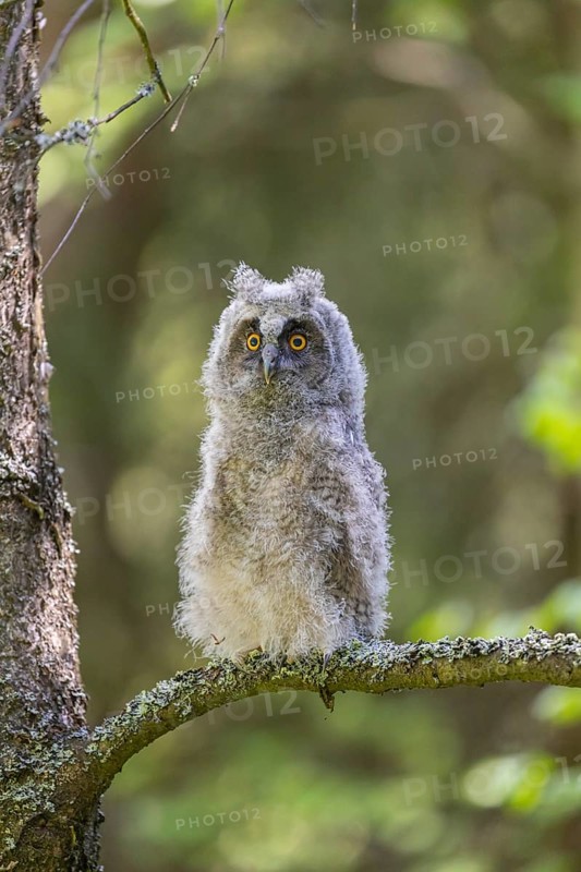 One young long-eared owl (Asio otus), sitting on a branch of a tree. Green vegetation in the background