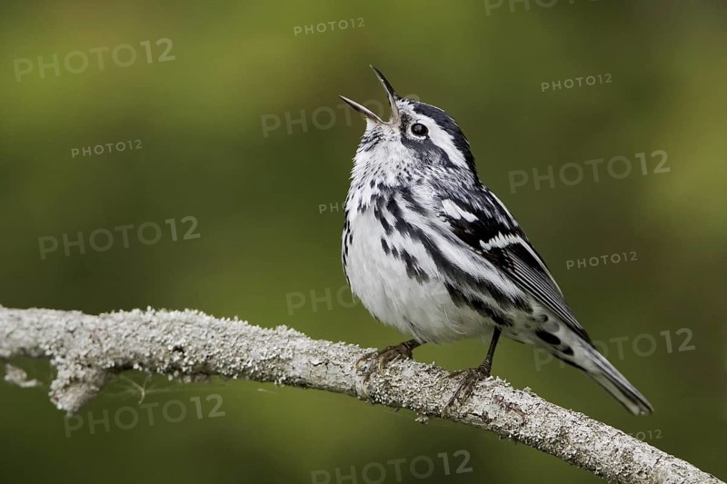 Black-and-white Warbler (Mniotilta varia) singing, Ontario, Canada