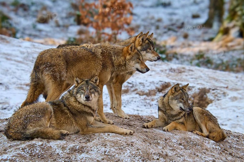 Three wolves resting, one standing, in winter forest, pack, winter, wolf (Canis lupus), Germany