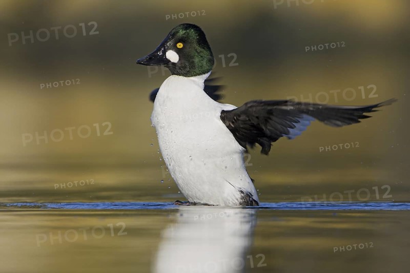 Common Goldeneye (Bucephala clangula) male, British Columbia, Canada