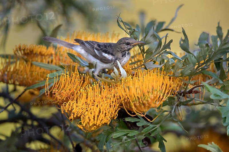 Pied Honeyeater (Certhionyx variegatus) juvenile perched on a branch, Victoria, Australia