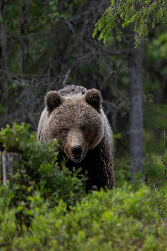 European brown bear, Karelia, Finland