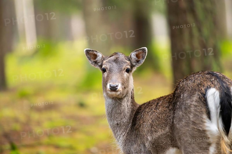 European fallow deer (Dama dama) doe, portrait, in a forest in autumn, Bavaria, Germany