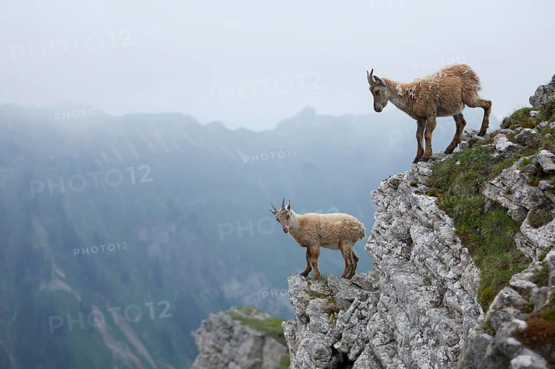 Alpine Ibex (Capra ibex) female with calf at edge of cliff, Bernese Oberland, Switzerland