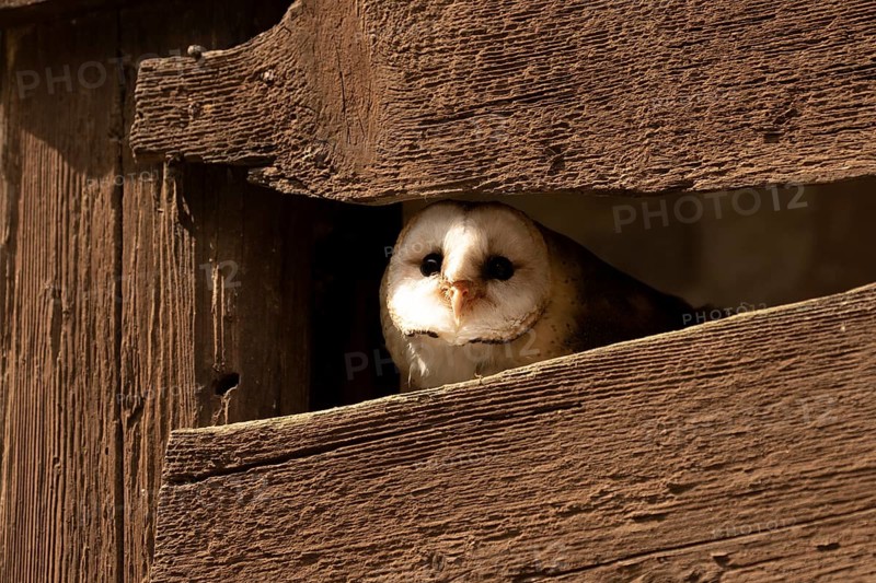 Western Barn Owl (Tyto alba) captive, Germany