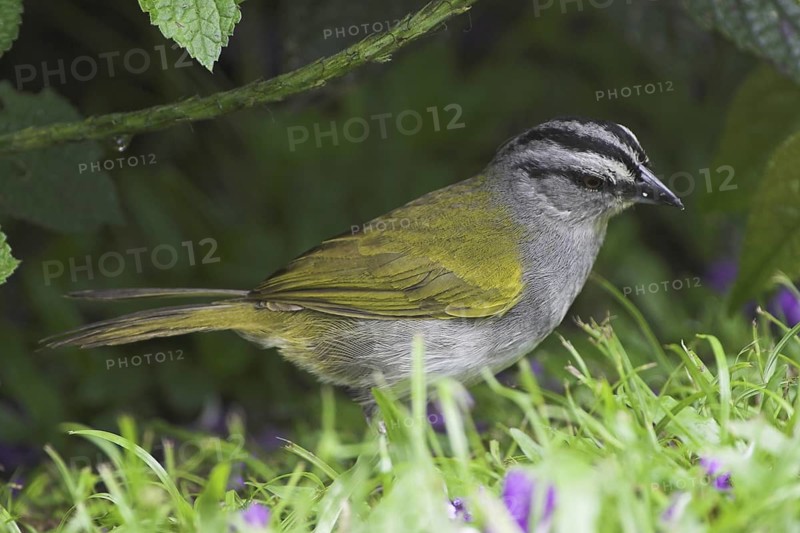 Black-striped Sparrow (Arremonops conirostris), Costa Rica