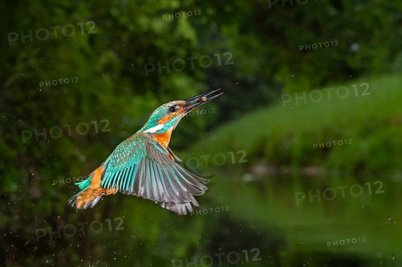 Kingfisher (Alcedo atthis) hunting, Vechta, Lower Saxony, Germany
