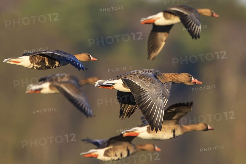 Greater White-fronted Goose (Anser albifrons) flying, North Rhine-Westphalia, Germany