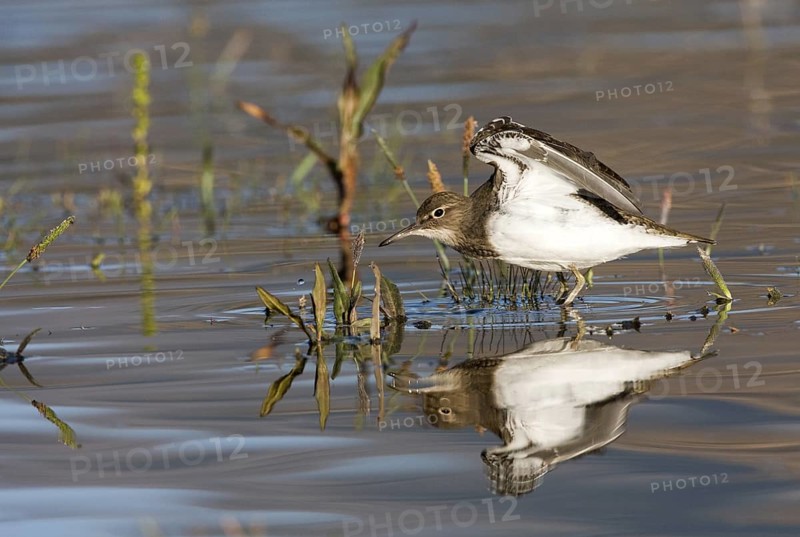 Common Sandpiper (Actitis hypoleucos), Madrid, Spain