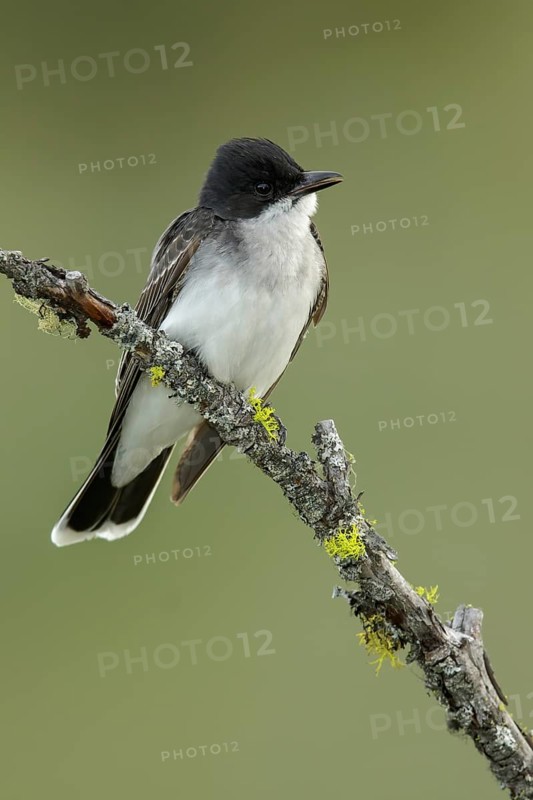 Eastern Kingbird (Tyrannus tyrannus) perched on a branch in the interior of British Columbia, Canada