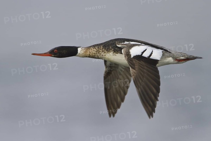 Red-breasted Merganser (Mergus serrator) male flying, Manitoba, Canada