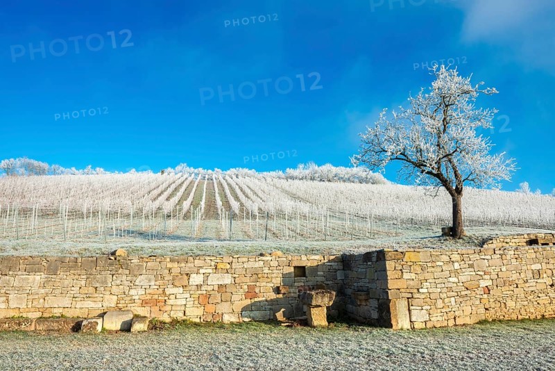 Vineyard at the former Cistercian abbey Pforte with hoarfrost in winter, Schulpforte, district of Naumburg (Saale), Saxony-Anhalt, Germany