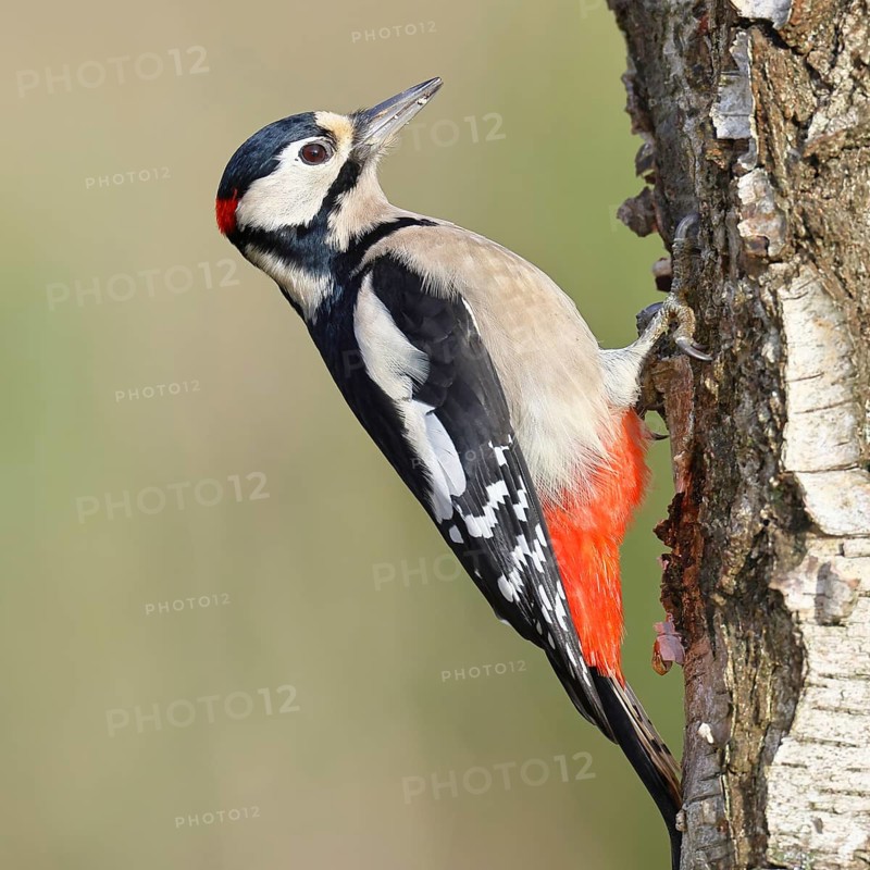 Great spotted woodpecker (Dendrocopus major), male, foraging on the trunk of a common birch (Betula pendula), wildlife, woodpeckers, nature photography, autumn, Wilnsdorf, North Rhine-Westphalia, Germany