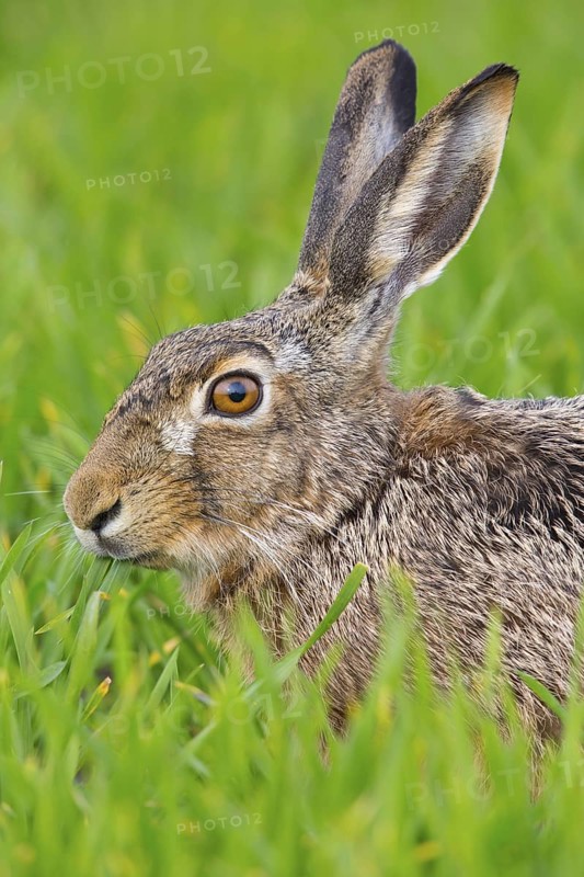 European hare, (Lepus europaeus), animals, mammals, hare, hare family, field, two, Lake Neusiedl, Andau, Burgenland, Austria