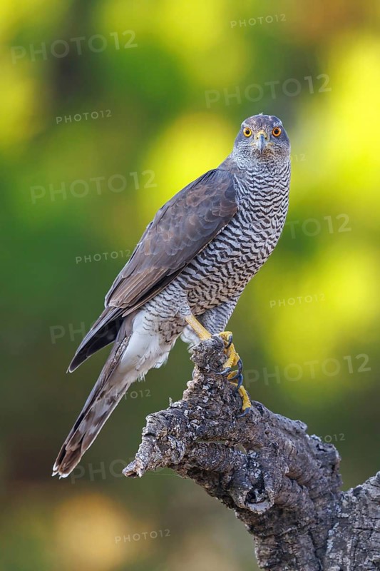 Northern northern goshawk (Accipiter gentilis), Autour des palombes, Hides De Calera / Goshawk Hide, Calera Y Chozas, Castilla La Mancha / Toledo, Spain