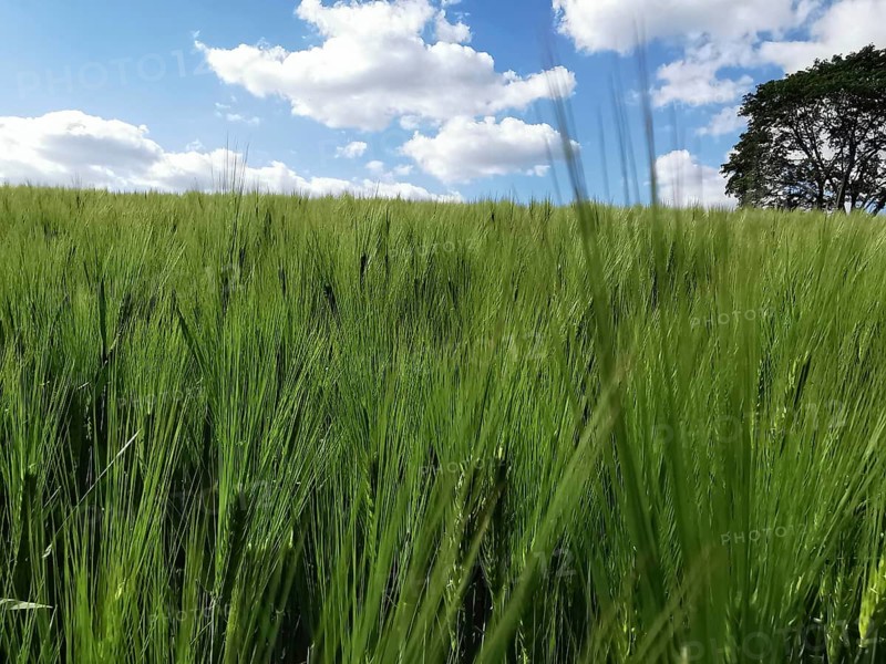 Green ears of a grain field (granum) under a cloudy sky with a lonely tree, hiking on the Rennsteig, Thuringian Forest nature park Park