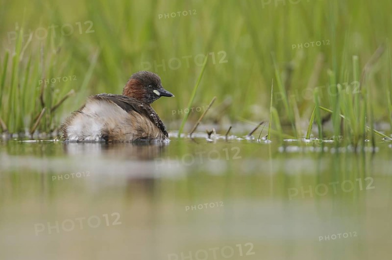 Little Grebe (Tachybaptus ruficollis), Thuringia, Germany