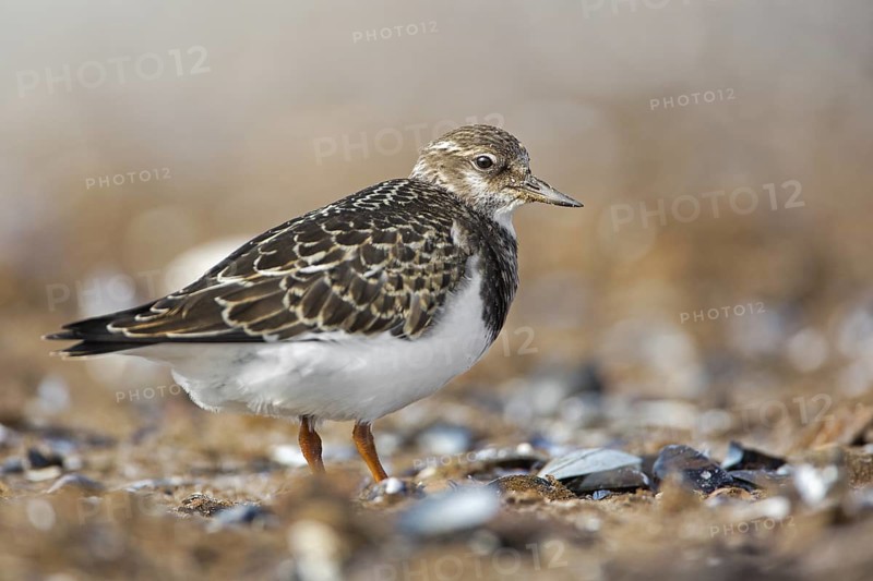 Ruddy Turnstone (Arenaria interpres), Mecklenburg-Western Pomerania, Germany