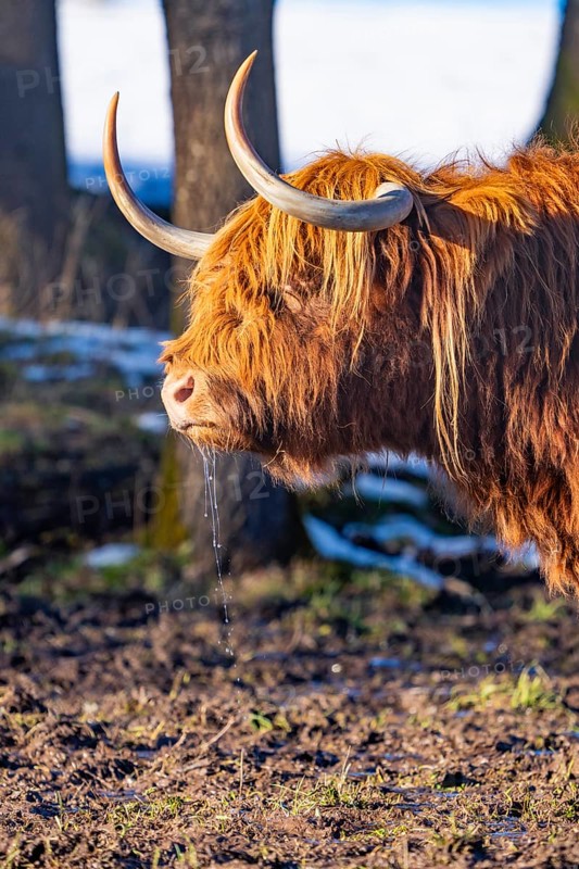 Side view of a Highland cow with dripping drool and long horns, Seewald, Black Forest. Germany
