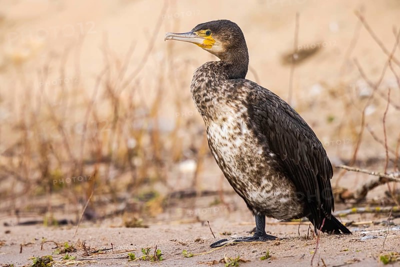 Great Cormorant (Phalacrocorax carbo), North Rhine-Westphalia, Germany