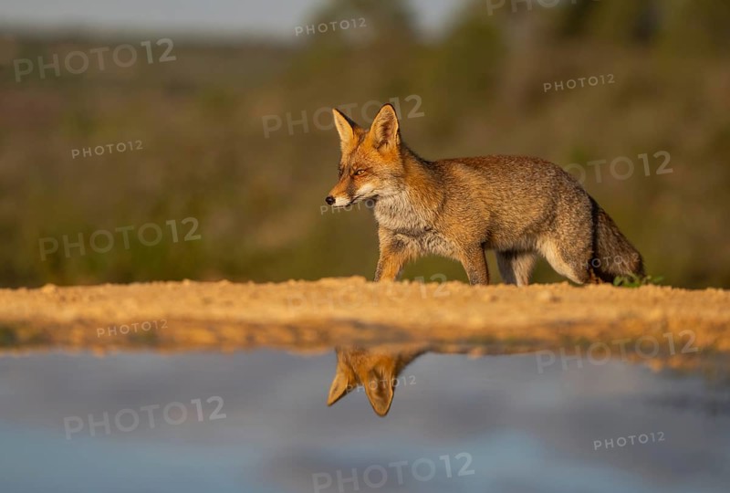A vivid image of a fox at the water's edge, captured with its reflection shimmering in the water during golden hour, showcasing the animal in its natural surroundings