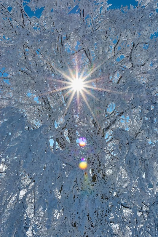 Sunbeams break through snow-covered branches of a beech tree on a clear winter day, Schauinsland, Black Forest, Baden-Württemberg, Germany