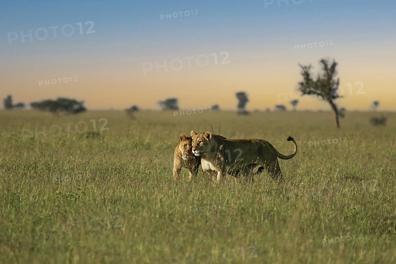 Löwe (Panthera leo) zwei Weibchen kuscheln zusammen in Savanne, Serengeti, Tansania | African Lion (Panthera leo) two females cuddling and huddling together in savanna, Serengeti National Park; Tanzania