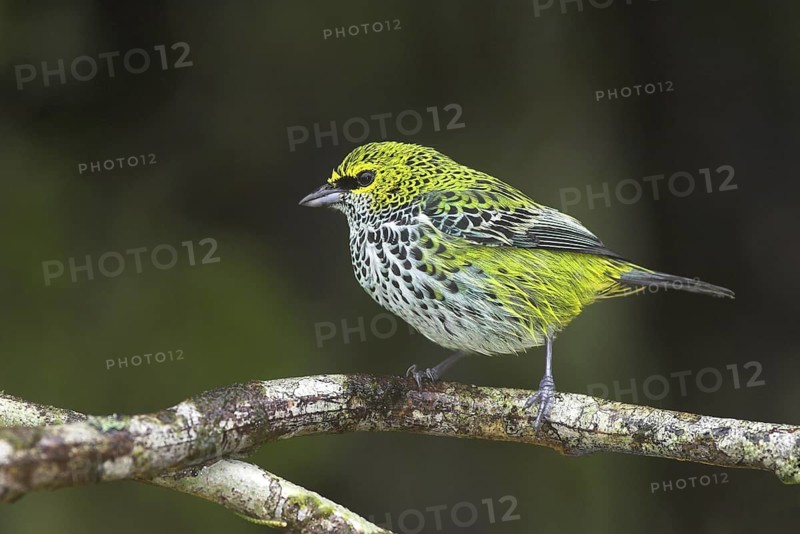Speckled Tanager (Tangara guttata), Costa Rica