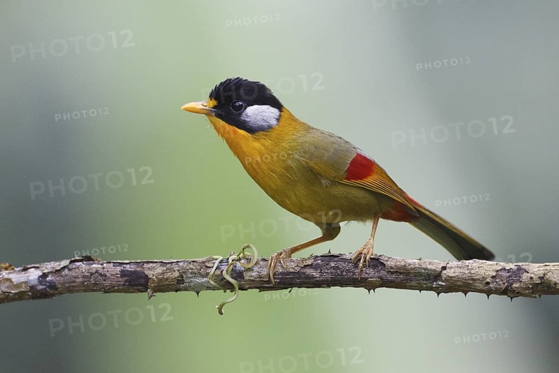 Silver-eared Mesia (Leiothrix argentauris), Mae Wong, Thailand