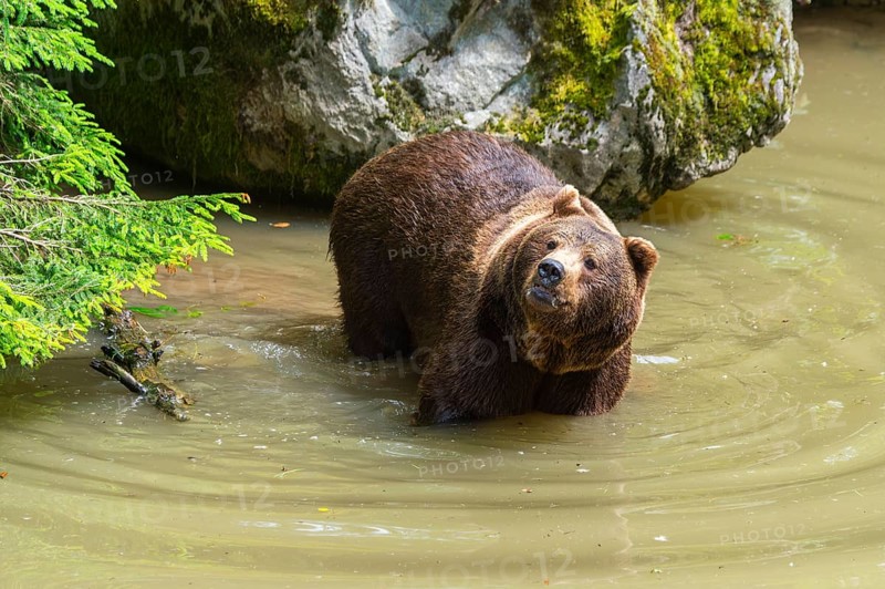 Eurasian brown bear (Ursus arctos arctos) in a little lake, Bavarian Forest, Bavaria, Germany