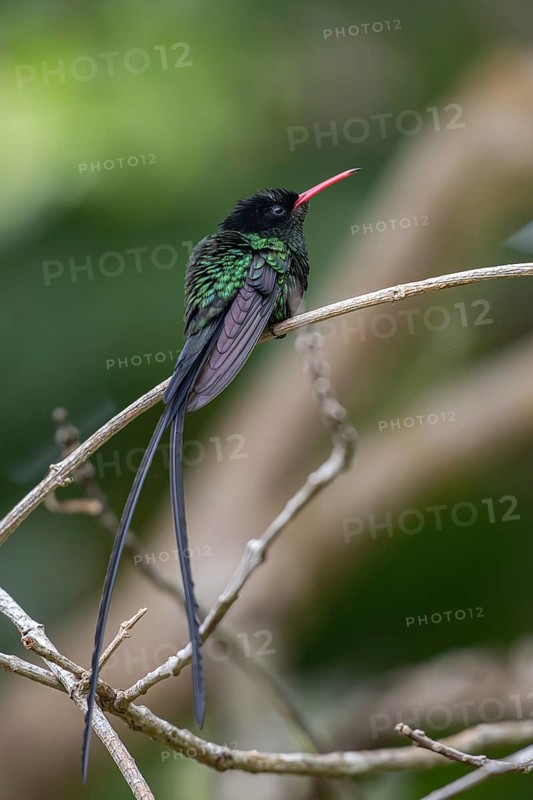 Red-billed Streamertail (Trochilus polytmus) male perched on a branch, Jamaica