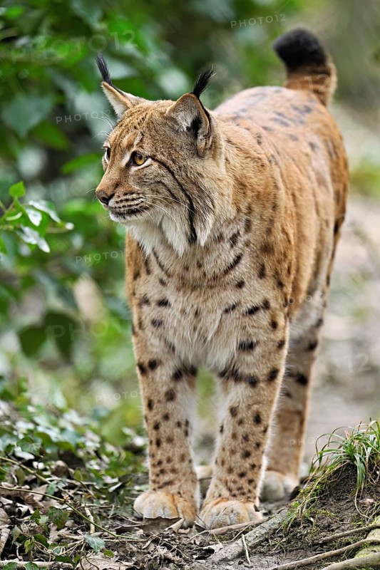 Eurasian lynx or northern lynx (Lynx lynx), captive, Switzerland