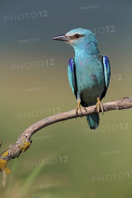 Roller, Almond Crow, (Coracias garrulus), animals, birds, raptors, raptor family, perch, biotope, habitat, Muselievo, Muselievo, Pleven, Bulgaria