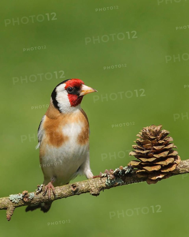 Carduelis carduelis