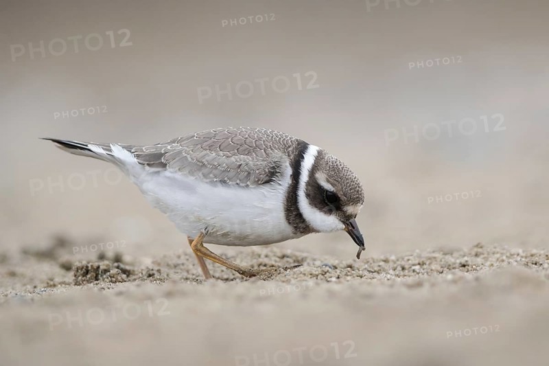 Common Ringed Plover (Charadrius hiaticula) foraging, Mecklenburg-Western Pomerania, Germany