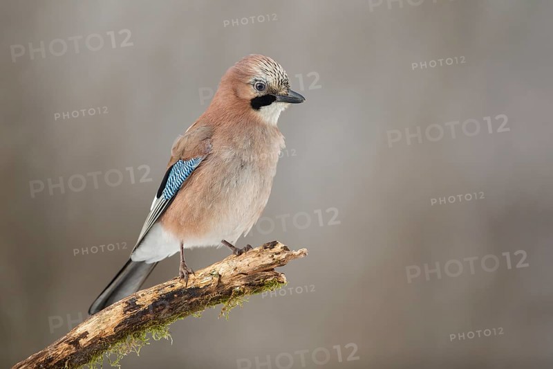 Eurasian Jay (Garrulus glandarius) perched on a branch, Poland