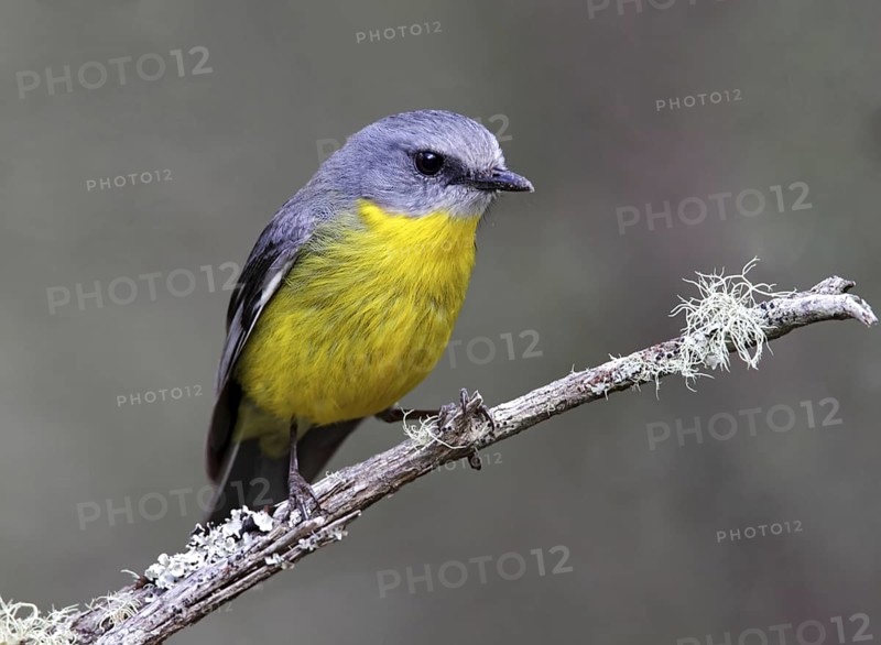 Eastern Yellow Robin (Eopsaltria australis), New South Wales, Australia