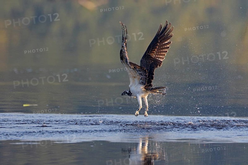 Fischadler, lat. Pandion haliaetus, fliegt von der Wasseroberfläche nach erfolglosem Jagdversuch wieder auf