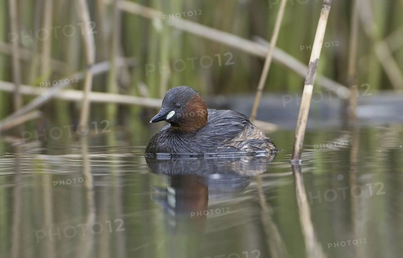 Little Grebe (Tachybaptus ruficollis), Saxony, Germany