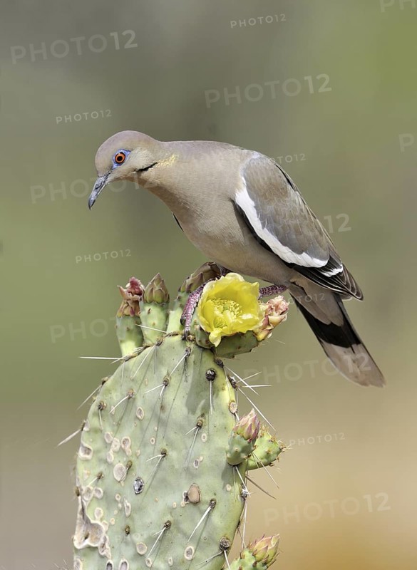 White-winged Dove (Zenaida asiatica), Arizona, USA