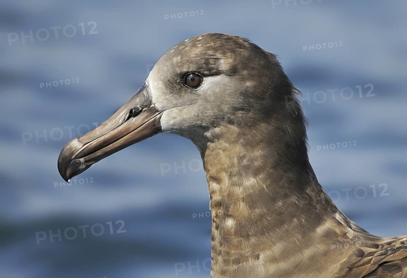 Black-footed Albatross (Phoebastria nigripes)