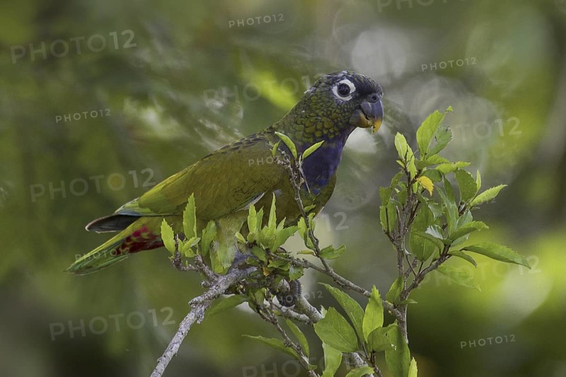 Scaly-headed Parrot (Pionus maximiliani), Mato Grosso do Sul, Brazil