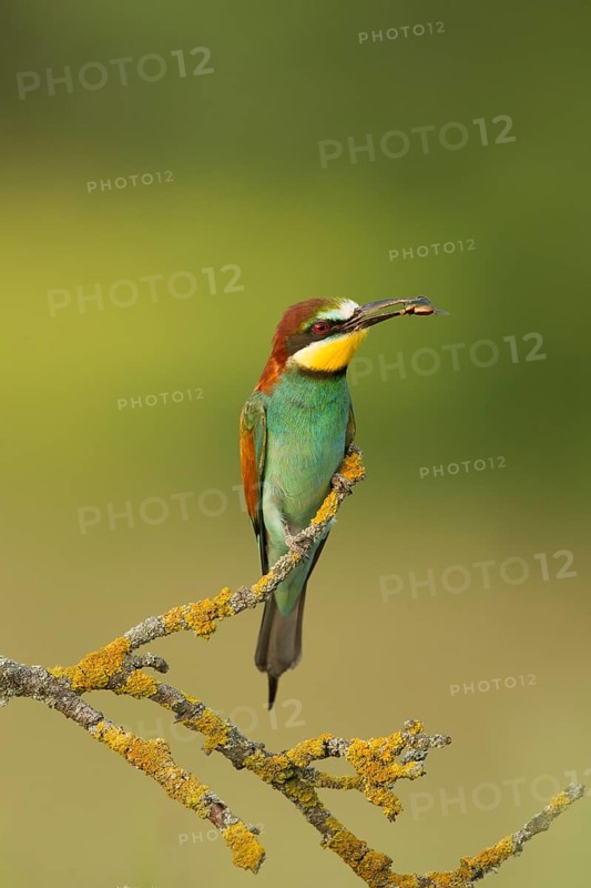 European Bee-eater (Merops apiaster) perched on a lichen branch with insect in beak, Serbia
