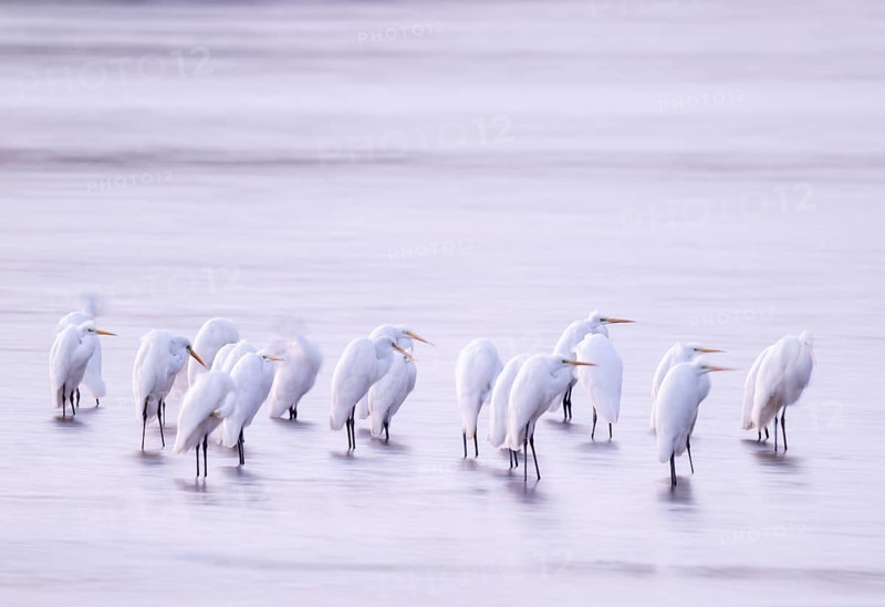 Great White Egret (Ardea alba) many birds are standing in the shallow water zone of a lake in front of sunrise, motion blur, long exposure, dragging, wiping effect, Lower Saxony, Germany