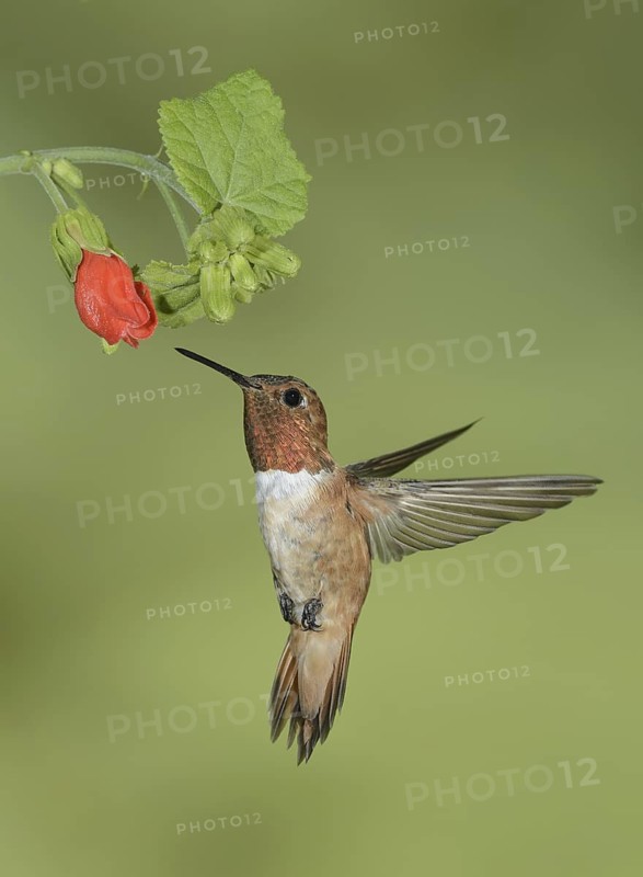 Rufous Hummingbird (Selasphorus rufus), Texas, USA