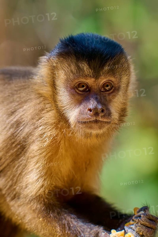 Monkey presents itself curiously with a focussed gaze in nature, capuchin monkey (Sapajus apella), Pantanal, Mato Grosso, Brazil