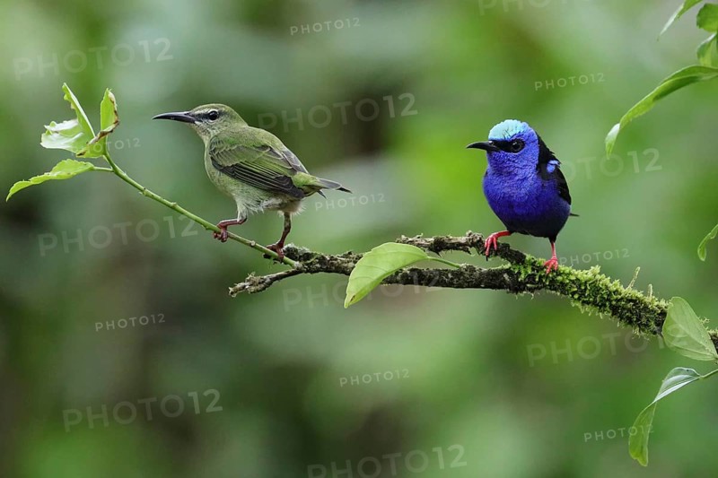 Red-legged Honeycreeper (Cyanerpes cyaneus) perched on a branch in Costa Rica